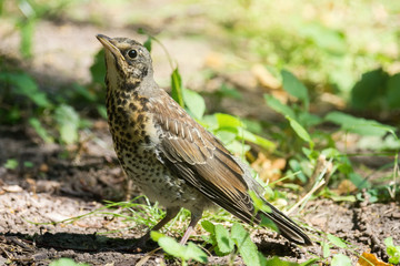 Mavis at the stump