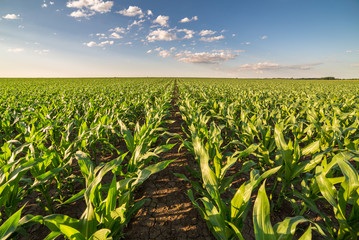 Green corn maize field in early stage - obrazy, fototapety, plakaty
