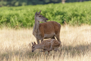 Red Deer (Cervus elaphus) mother and calf, having a scratch.