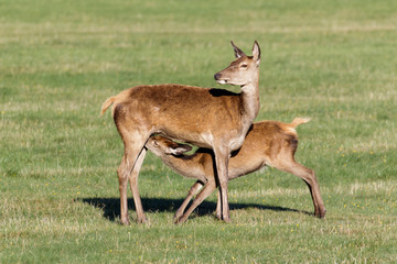 Naklejka na ściany i meble Red Deer calf (Cervus elaphus) suckling from mother