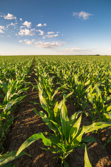 Green corn maize field in early stage