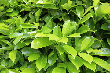 Bright green bush with succulent leaves of laurel