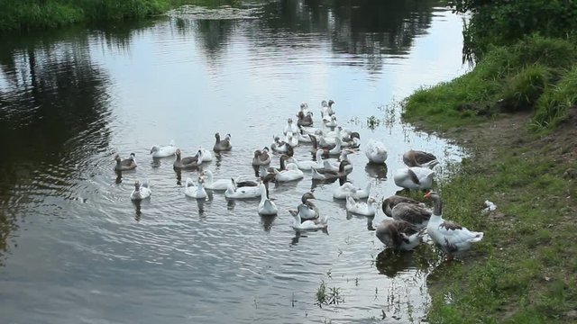 hatch of white geese swimming on the river