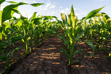 Green corn maize field in early stage © oticki