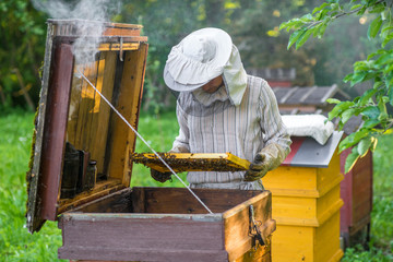 Beekeeper is working with bees and beehives on the apiary.