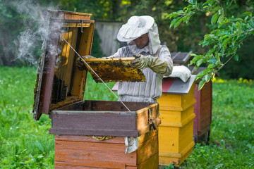 Beekeeper is working with bees and beehives on the apiary.