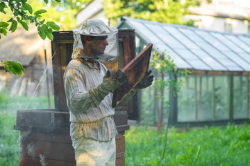 Naklejka premium Beekeeper holding bees wax honeycomb. Work in the apiary.