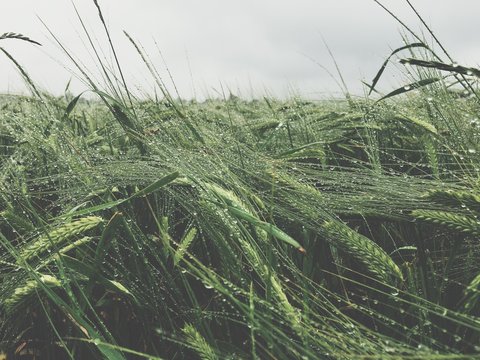 Ernteausfall durch Unwetter