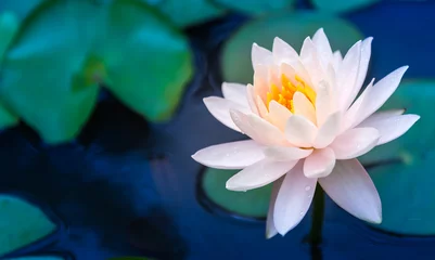 Foto auf Acrylglas Lotus Blume Lotus Flower