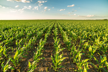 Green corn maize field in early stage