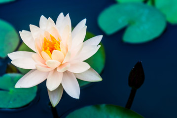 Lotus Flower