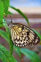 Butterfly (paper kite, rice paper, or large tree nymph butterfly (Idea leuconoe)