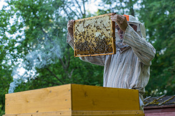 Naklejka premium Beekeeper is working with bees and beehives on the apiary.