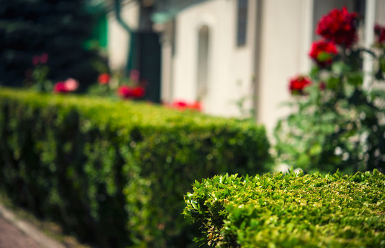 Trimmed Boxwood Shrub In The Home Garden