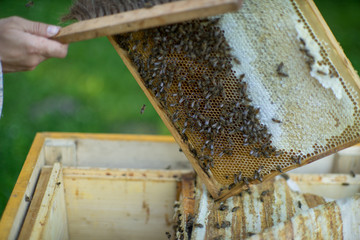 Beekeeper holding bees wax honeycomb. Work in the apiary.