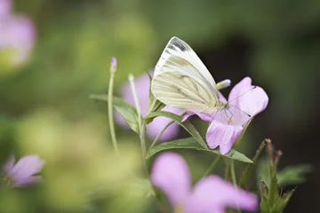 Deurstickers Witte vlinder © hlprins