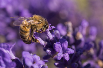 Bee on Lavender