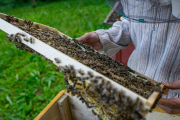 The beekeeper works on an apiary.