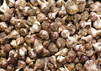 Garlic harvest. Background from garlic heads