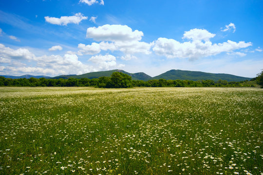 The field of daisies on a Sunny day.