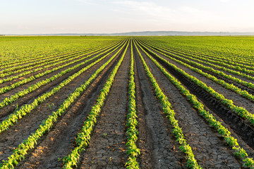 Soybean field ripening at spring season, agricultural landscape