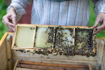 The beekeeper works on an apiary.