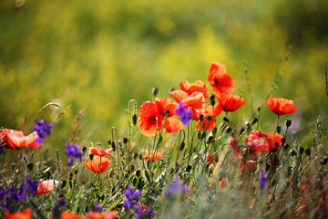 close up poppy flowers and grass on a meadow