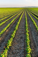 Soybean field ripening at spring season, agricultural landscape