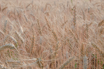 nice dry gold wheat stem close up.