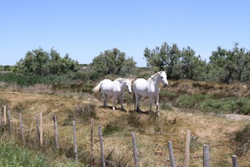 Naklejka na ściany i meble chevaux de Camargue 04072016