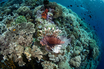 Lionfish Swimming Along Reef Drop Off