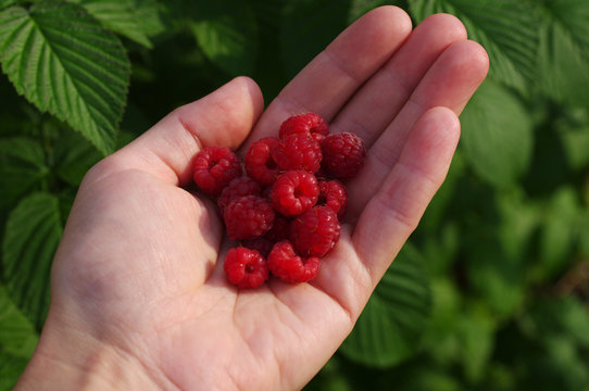 Raspberry in a female hand against greens. 
