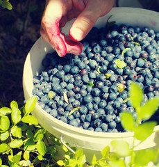 Berries of mature juicy bilberry in a bucket and in the woman's hands in the summer in the wood, close up
