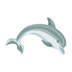 Jumping dolphin on a white background