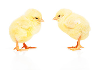 Two small yellow chickens isolated on white