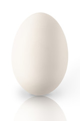 Single white chicken egg with reflection