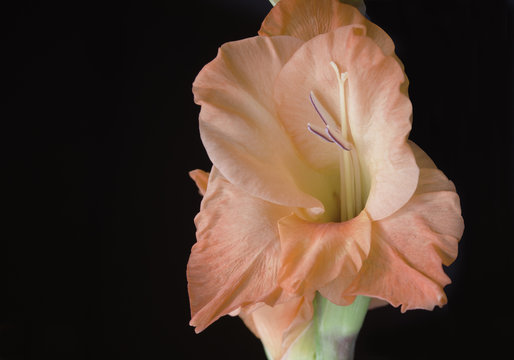 Single Gladiolus on Black Background