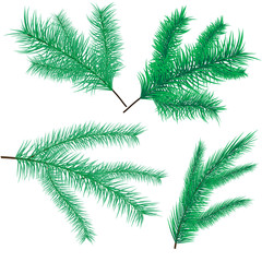 Branches of pine. New Year celebration. Christmas design of fir trees. Elements of evergreens for decoration. Vector illustration.
