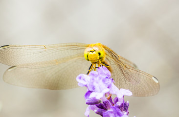 Dragonfly close up on a lavender flower
