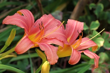 Obraz premium Daylily