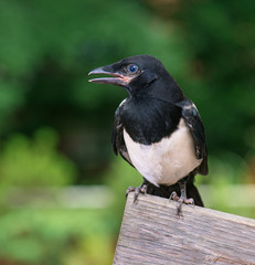 The close view of the nestling of magpie on wooden fence. Bird on wooden fence.
