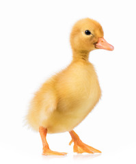 Cute domestic duckling, isolated on white background