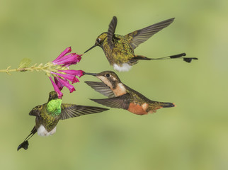 Racket-tail Roundup - Three Booted Racket-tail hummingbirds share a flower. Two males and one female.