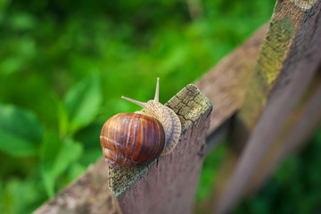 Snail on old Wooden Fence and the green grass. View from above