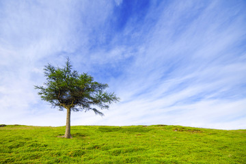 Fototapeta na wymiar Single tree on green hillunder cloudy blue sky