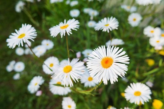 Natural summer background with daisies. Bright flowers in green grass.
