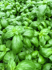 Fresh basil leaves