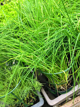 Chives and dill growing in pots