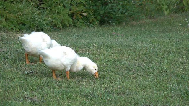 best young geese graze grass