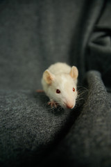 Młody bieżowy/szary/husky szczur